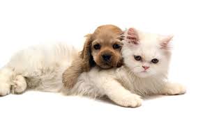 Cute Dog And Cat Wallpaper Wallpapers Backgrounds Images Art Photos Cute Cats And Dogs Kittens And Puppies Cute Puppies