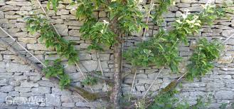 We did not find results for: 3 Ways To Train Fruit Trees