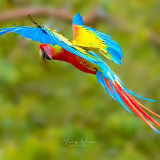 Names Birds That Start With B Tag Kings Birds It On Instagram Birds Daily Feature Photo By Niemyungp Macaw Animal Photography Names Of Birds