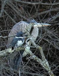 Birds That Don T Fly 94 The Odd Couple Avec Images