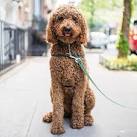 Big Bang poodles - Poodle Breeder, Standard Poodle, Poodle ...