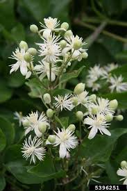 Impact of an exotic vine clematis vitalba (f. Evergreen Clematis Clematis Vitalba Ranunculales Ranunculaceae 5396251