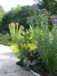 Image result for Vernonia smithiana