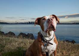 New york institute of photography. Pet Photography Guide Gear Tips And Common Mistakes To Avoid 2021 Update
