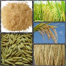 Image result for Oryza barthii
