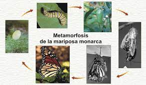 Clarion Pizarra Digital