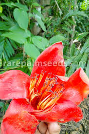 Image result for Bombax