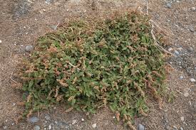 Image result for Amaranthus deflexus