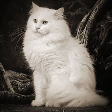 White German Longhair Katzen Hund Und Katze Schwarze Norwegische Waldkatze