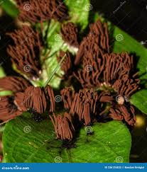 Image result for Stemonitis splendens