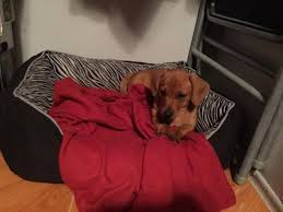 Please help us on our mission to find our rescue's forever homes! Dachshund Puppy For Sale In San Diego California Classified Americanlisted Com
