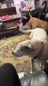 Lord These Chilrennns