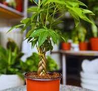 Pachira Aquatica, Commonly Known as the Money Tree
