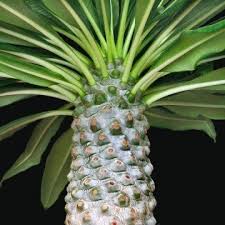 Image result for Pachycarpus eximius