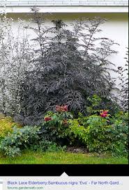 Black Lace Leaf Elderberry Shade Plants Planting Flowers Bushes And Shrubs