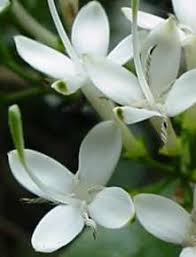 Image result for Pavetta gerstneri