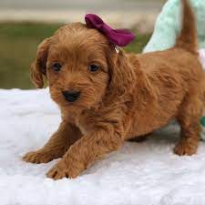 Goldendoodle Mini Goldendoodle Doodle Dogs Toy Goldendoodle Red Goldendoodle Teddy Bear Teacup Mini Doodle D Teacup Goldendoodle Mini Goldendoodle Goldendoodle