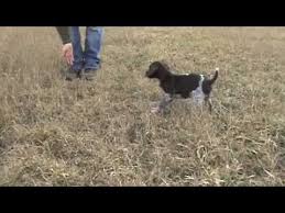 Canine Training Free Hunting Dog Training Videos Clicker Training With Your New Puppy Dog Clicker Training Puppy Training Dog Training