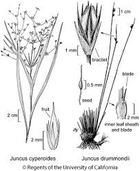 Image result for Cyperus dubius