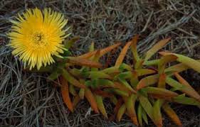 Image result for Aizoaceae