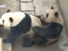 Giant panda Lu Lu is a STUD after smashing own world record mating session  just one day on - Irish Mirror Online
