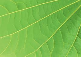 Image result for Blepharis swaziensis