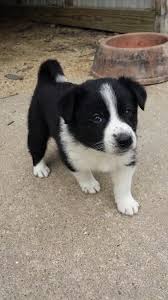Black And White Border Collie Beagle Mix Border Collie American Eskimo Mix Puppy Pure Breed Dogs Pitbull Mix Puppies Puppies