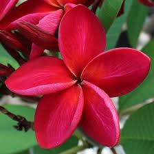 Siam Red Thai Plumeria Plumeria Frangipani Plumeria Flowers