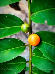 Image result for Olacaceae