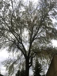 It was introduced into the united. Russian Olive Tree A Truly Beautiful All Season Tree Small Fragrant Yellow Flowers In The Spring Silver Russian Olive Tree Yellow Flowers Drought Tolerant