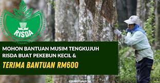Bilakah tarikh permohonan dan kemaskini bantuan musim tengkujuh 2020? Mohon Bantuan Musim Tengkujuh Risda Buat Pekebun Kecil Terima Bantuan Rm600 Edu Bestari