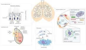 The ultrastructural characteristics of alveolar wall basement membranes (bm) were defined in an experimental model of pulmonary fibrosis. Mitochondrial Dysfunction In Lung Ageing And Disease European Respiratory Society