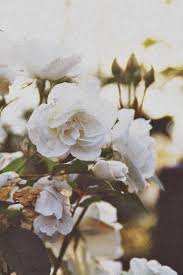 Pin By Ania Orzech On Everything I Like Flowers Pretty Flowers Planting Flowers