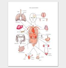 This video explains the internal organs of human body. 12 Human Body Outline Templates In Word Pdf Doc Formats