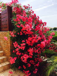 Beautiful Oleander Bush Vegetable Garden Design Plants Flower Garden