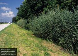 Image result for Cenchrus purpureus