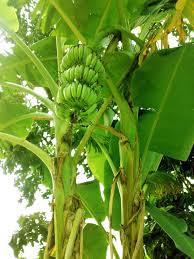 Image result for Musa paradisiaca