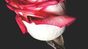 خلفيات ورد للايفون in 2020 wallpaper iphone roses red roses wallpaper new wallpaper iphone