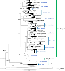 Image result for Pteris preussii