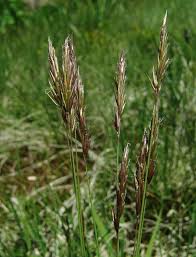 Image result for Anthoxanthum nivale