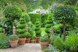 Image result for boxwood, ??????