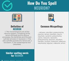 Correct Spelling For Neuron Infographic Spellchecker Net