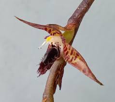 Image result for Bulbophyllum schinzianum