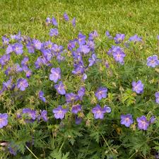 Image result for Geranium bohemicum Orhcid Blue