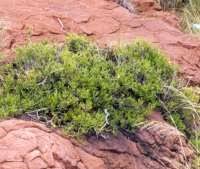 Image result for Pavetta gerstneri