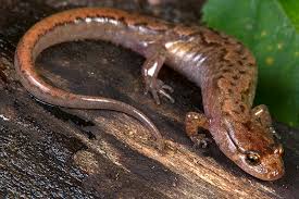 Image result for Macrotyloma rupestre × densiflo