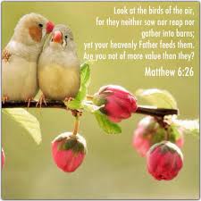 Matthew 6 26 Bible Verse God Loves Cares And Provides For Us All That We Need Spiritual Inspiration Animals In The Bible Bible Gods Love