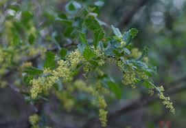 Image result for Searsia dentata