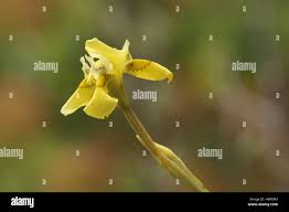 Image result for Moraea spathulata