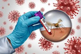 Image result for Dengue